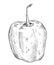 Whole pepper rocoto. Vintage hatching gray monochrome illustration