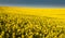 Whole picture canola field