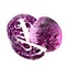 Whole and piece red cabbages isolated on a white