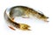 Whole pike fish isolated on a white background