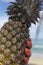 Whole pineapple fruit held by womans hand orange nails