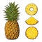 Whole pineapple and slices - peeled, unpeeled, wedge, vector illustration