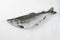 Whole pink salmon fish on white wood background