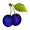 Whole Plum Berries Hanging on Tree Branch Vector Illustration