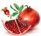 Whole Pomegranate fruits and part pomegranate