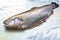 Whole rainbow trout on cooking foil