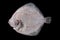 Whole raw disemboweled flatfish bottom side