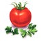 Whole ripe red tomato with green parsley, fresh vegetable and spice herb, ingredients for salad, isolated, hand drawn