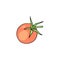 Whole ripe tomato fruit hand drawn vector illustration isolated on white.