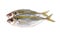 Whole round fresh yellow-stripe scad fish on white