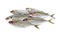 Whole round fresh yellow-stripe scad fish on white