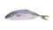 Whole round Yellowtail fish or Hamachi fish on white background