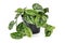 Whole `Scindapsus Pictus Exotica` tropical house plant, also called `Satin Pothos` with velvet texture and silver spot pattern