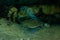 Whole shell and a skull of a turtle in an underwater cave