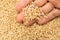 Whole Short Grain Rice Seed. Person with grains in hand. Macro.