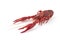 Whole single cooked freshwater crayfish