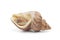 Whole single fresh common whelk