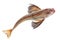 Whole single red tub gurnard fish with spread fins on white background