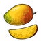 Whole and slice mango. Vector color vintage