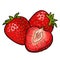 Whole and slice strawberry. Vector color flat illustration