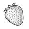 Whole strawberry. Engraving vintage vector black illustration.