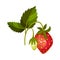 Whole Strawberry Fruit Ripe and Immature with Green Leaves Vector Illustration