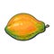 Whole unpeeled, uncut papaya tropical fruit in horizontal position