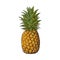 Whole, unpeeled, uncut pineapple, isolated sketch style vector illustration