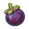 Whole unpeeled, uncut purple mangosteen, mangostin tropical fruit
