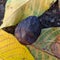 Whole walnut with black bark on a layer of colored leaves