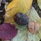 Whole walnut with black bark on a layer of colored leaves