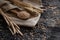 Whole wheat grains are poured into a wooden spoon. Agriculture, cereal harvest