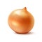 Whole Yellow Onion Bulb on White Background