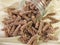 Wholegrain spelt fusilli