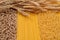 Wholemeal pasta fusilli from organic grain, spaghetti and fusilli from white flour with ears of wheat near. Whole wheat pasta. Se