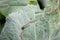 Wholes on cabbage leaves cut by many green worms in the garden