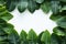Wholesome frame Green plumeria leaf border isolated on white background