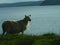 Whooly attentive sheep in front of a beautiful lake . Bad haircut for sheep lamb . Scottish english beautiful sheep scenic