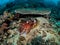 Whoop! Whoop! Whoop! Reef Cuttlefish. Sepia latimanus