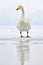 Whooper Swan