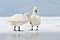 Whooper Swan