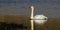 Whooper Swan