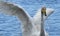 Whooper Swan bathing