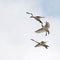 The whooper swan, Cygnus cygnus