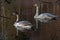 The whooper swan, Cygnus cygnus