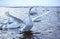 WHOOPER SWAN cygnus cygnus, ADULT TAKING OF FROM WATER, HOKKAIDO IN JAPAN