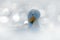 Whooper Swan, Cygnus cygnus, bird portrait with open bill, Lake Kusharo, other blurred swan in the background, winter scene with
