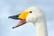 Whooper Swan, Cygnus cygnus, detail bill portrait of bird with black and yellow beak, Hokkaido, Japan