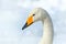 Whooper Swan, Cygnus cygnus, detail bill portrait of bird with black and yellow beak, Hokkaido, Japan