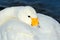 Whooper Swan, Cygnus cygnus, detail bill portrait of bird with black and yellow beak, Hokkaido, Japan. White bird, sea water in